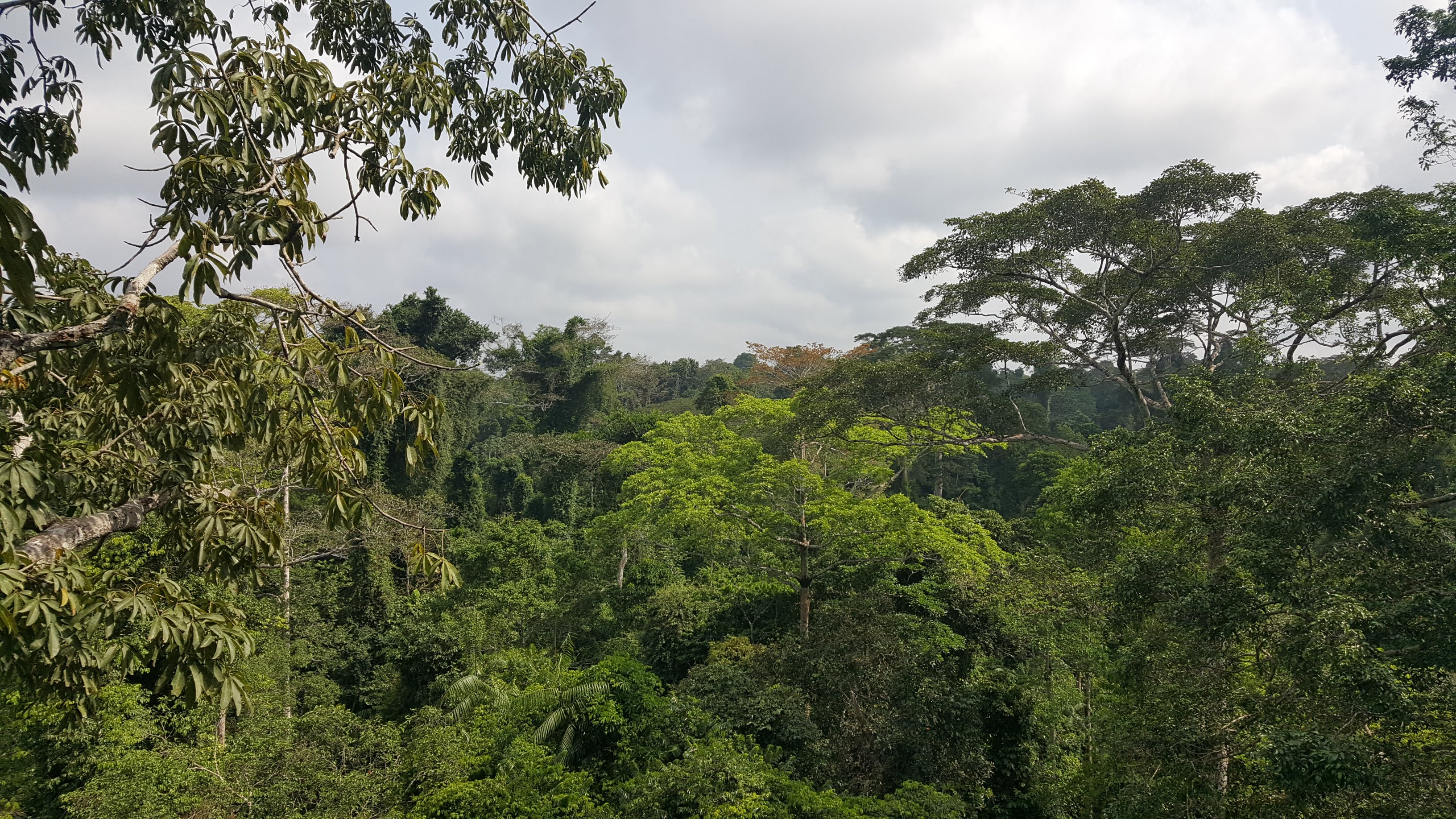 Nigerian forest canopy