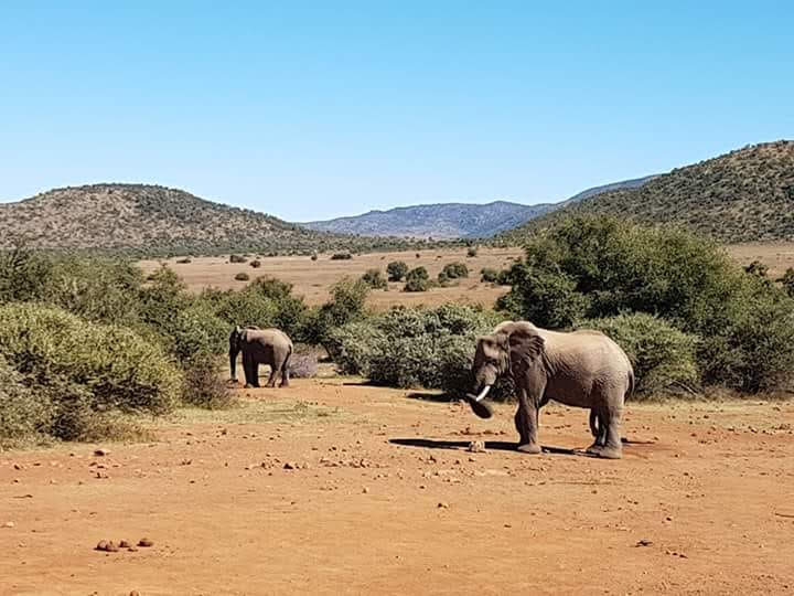 Elephants — wildlife conservation