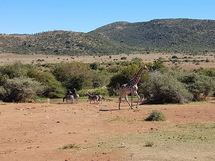 Giraffe and zebras — ecotourism