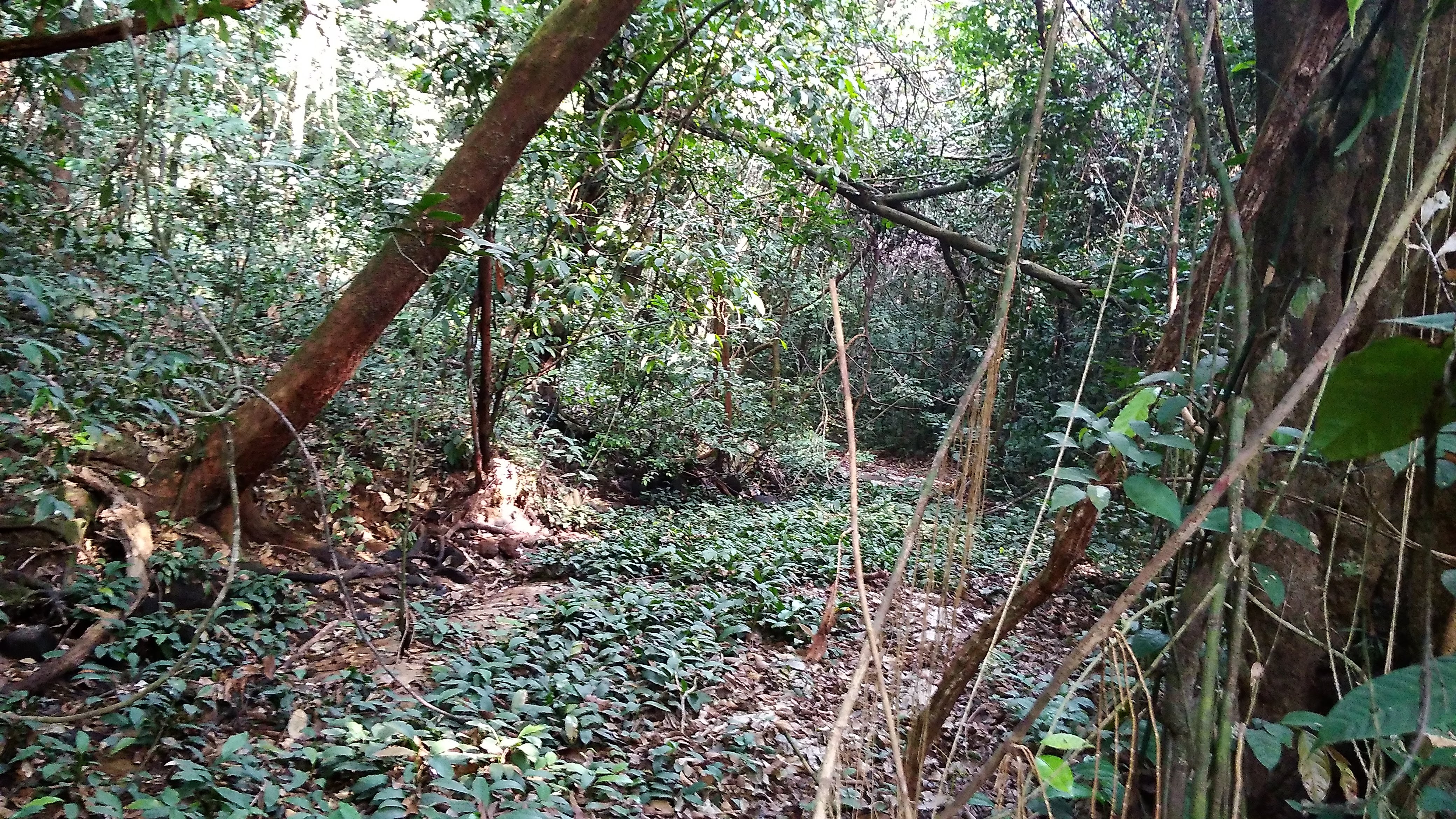 Nigerian forest undergrowth