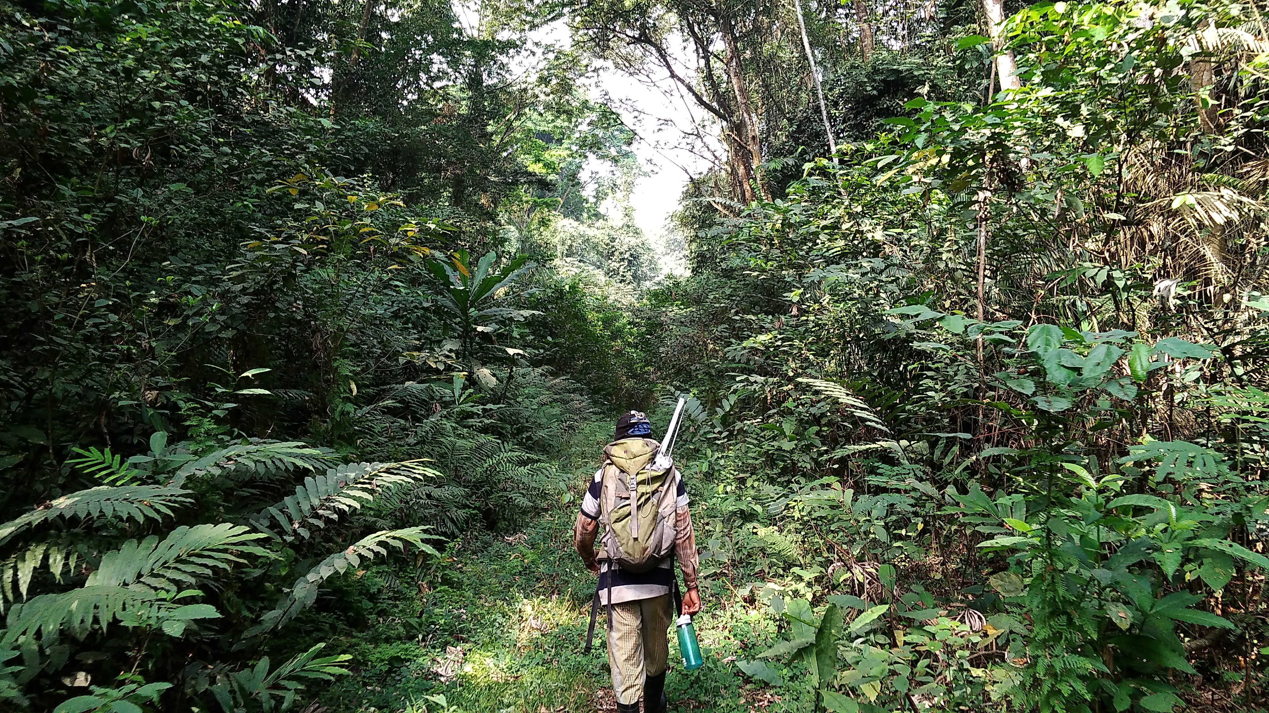 Field work in Nigerian forest